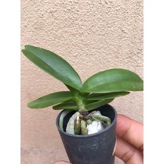 Hoa lan Ngọc điểm trắng thái