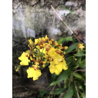 Lan vũ nữ màu vàng