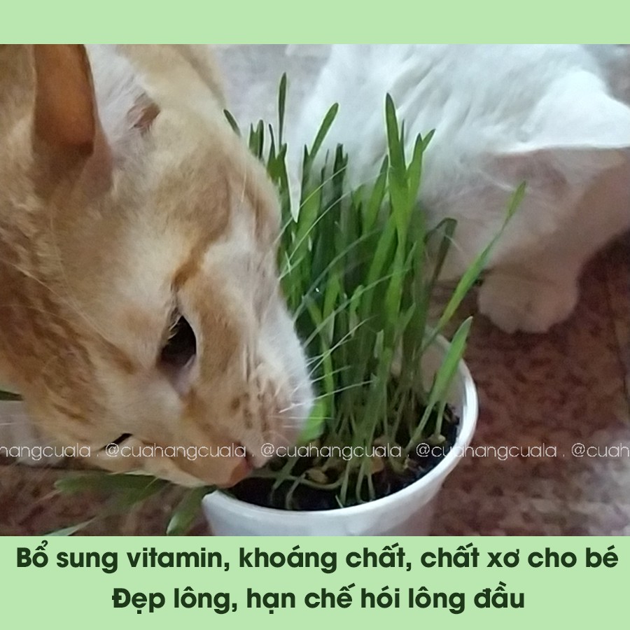 Hạt giống cỏ mèo, cỏ lúa mì hỗ trợ tiêu hóa, bổ sung chất xơ, chống búi lông