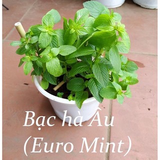 Hạt giống bạc hà thơm Âu dùng pha chế và rau thơm