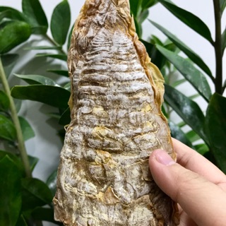 Măng lá mầm - yên bái