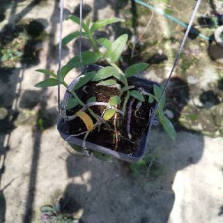 Phi Điệp ( Giã Hạc ) Hồng Xước cây ki 52 ( 2-3 cây/chậu)