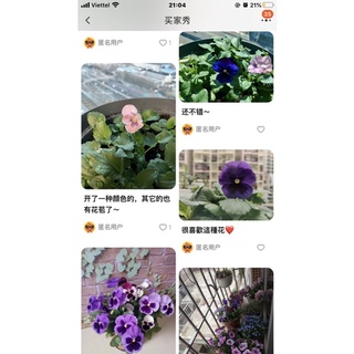 Hạt giống hoa Pansy Ocean Blue