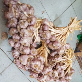 TỎI BẮC NGON 500gr
