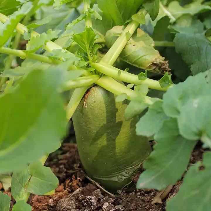 Củ Cải Xanh Đường