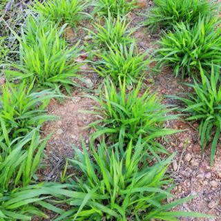 Cỏ Mulato 2 Chịu Lạnh (Gói 200g)