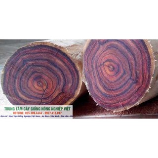 Cây Sưa Đỏ Lõi Đỏ Cao 1m