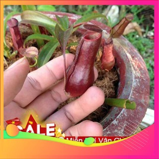 Hạt Giống Cây Nắp Ấm - 5 Hạt [ Tặng bộ dụng cụ làm vườn Mini 3 món ] VIETGAR