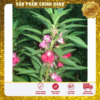 Hạt giống hoa Móng Tay kép