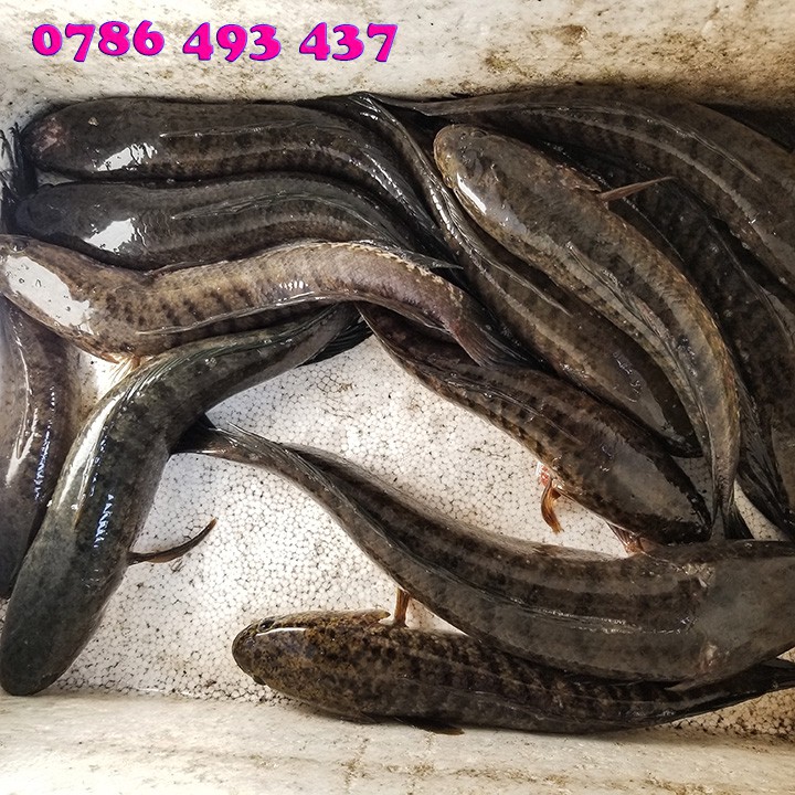 100 LƯỠI Ó CẮM CÂU CÁ LÓC bao nhạy và cá và rất khó sẩy