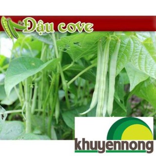 10gr hạt giống đậu cove dẹp hạt to