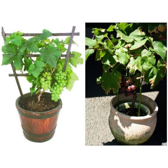 Hạt giống Nho lùn trồng chậu