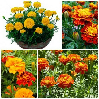 Hạt giống Cúc vạn thọ Pháp (50 hạt)