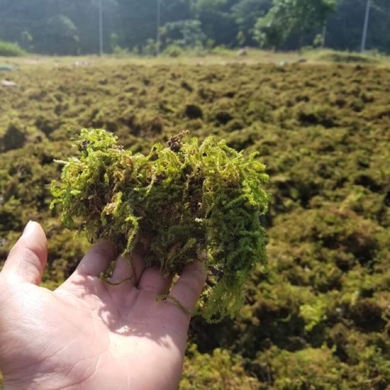 Rêu  xanh khô