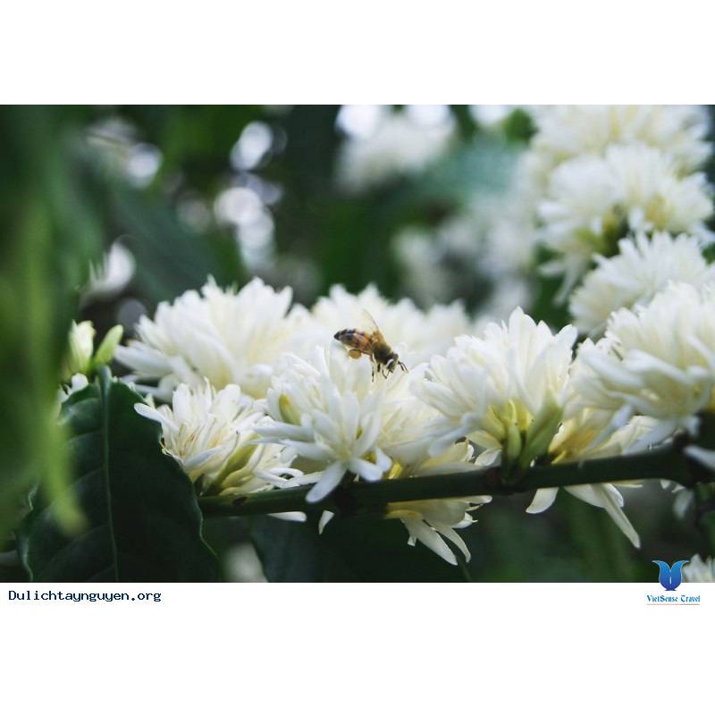 Mật Ong rừng hoa Cà Phê - Đắc Lắc - 1L