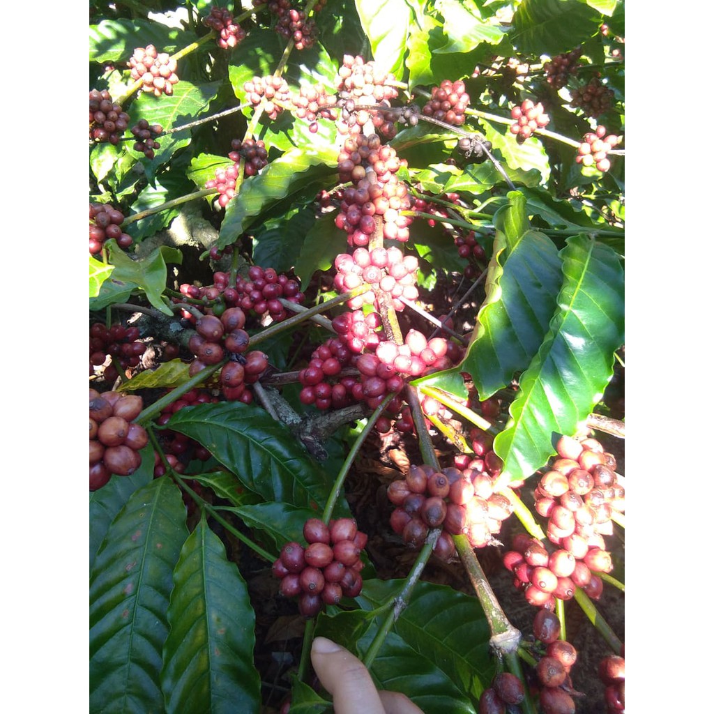 Cà phê nguyên chất rang MỘC – 250Gr Bột Cafe pha PHIN đậm vị Robusta Đăk Lăk | BigBuy360 - bigbuy360.vn