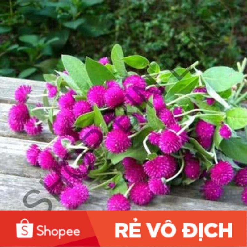 (SALE LỚN) 100 hạt hoa cúc bách nhật tím đậm
