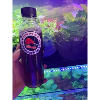 Nước cốt lá bàng nguyên chất đậm đặc 330ml