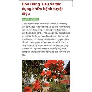 cành hoa đăng tiêu có rễ để ươm trồng (10 thân 20cm)