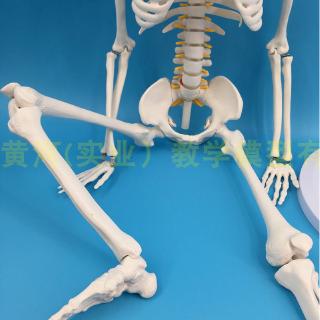 Mô Hình Bộ Xương Người 85cm