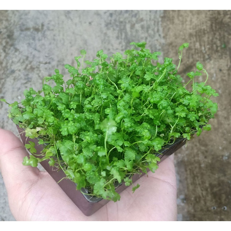 Rau má hương cây thủy sinh trải nền - Vỉ 10x8cm