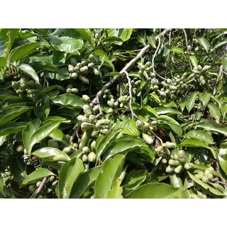 Cây giống Dổi ghép. [ Giống Cây ghép Cho trái sớm ].