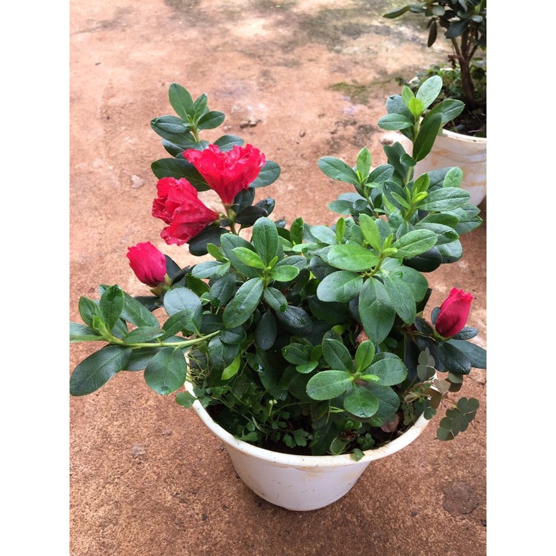hoa đỗ quyên nhật