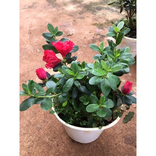 hoa đỗ quyên nhật