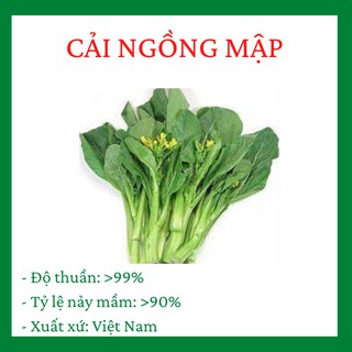 Cải Ngồng Xanh Thân Mập gói 20 gram dễ nảy mầm, thu hoạch chỉ sau 28-35 ngày gieo trồng R005