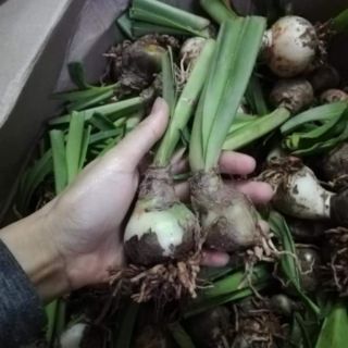 Lan huệ tuyết thanh