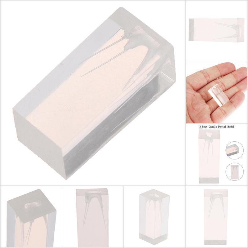Mô hình thực hành 3 chân răng tiện dụng cho nha khoa