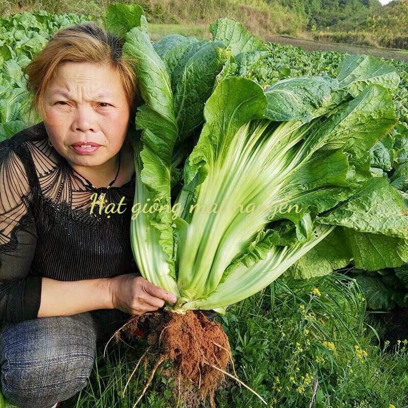2000 HẠT GIỐNG CẢI BẸ CHUỐI KHỔNG LỒ F1