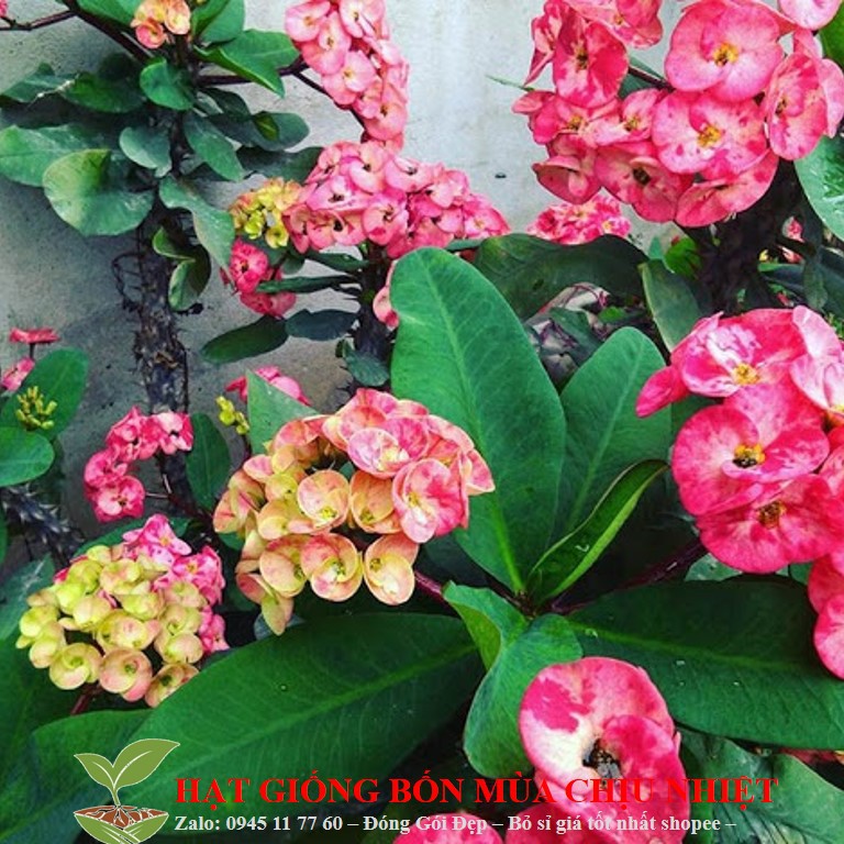 Xương rồng bát tiên 20 hạt ĐẾN MÙA TRỒNG TẾT