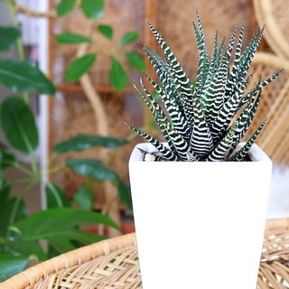 SEN ĐÁ MÓNG RỒNG