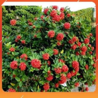 [BÁN CHẠY] hoa mẫu đơn bỉ- màu đỏ, gửi đi nguyên bầu lớn đang hoa, dòng lá nhỏ dày