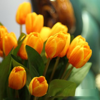 Chùm hoa tulip
