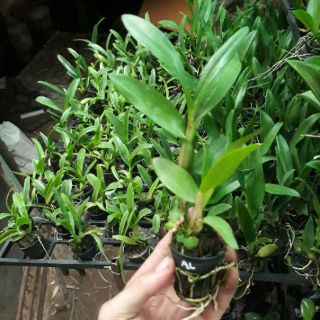 Combo 6 loại lan giống