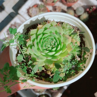 Sen đá size lớn ( được chọn mẫu)
