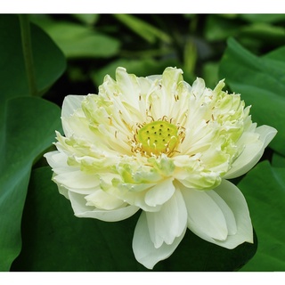 Hạt giống Sen Bạch Diệp Mĩ TN