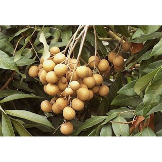 CÂY NHẪN LỒNG HƯNG YÊN
