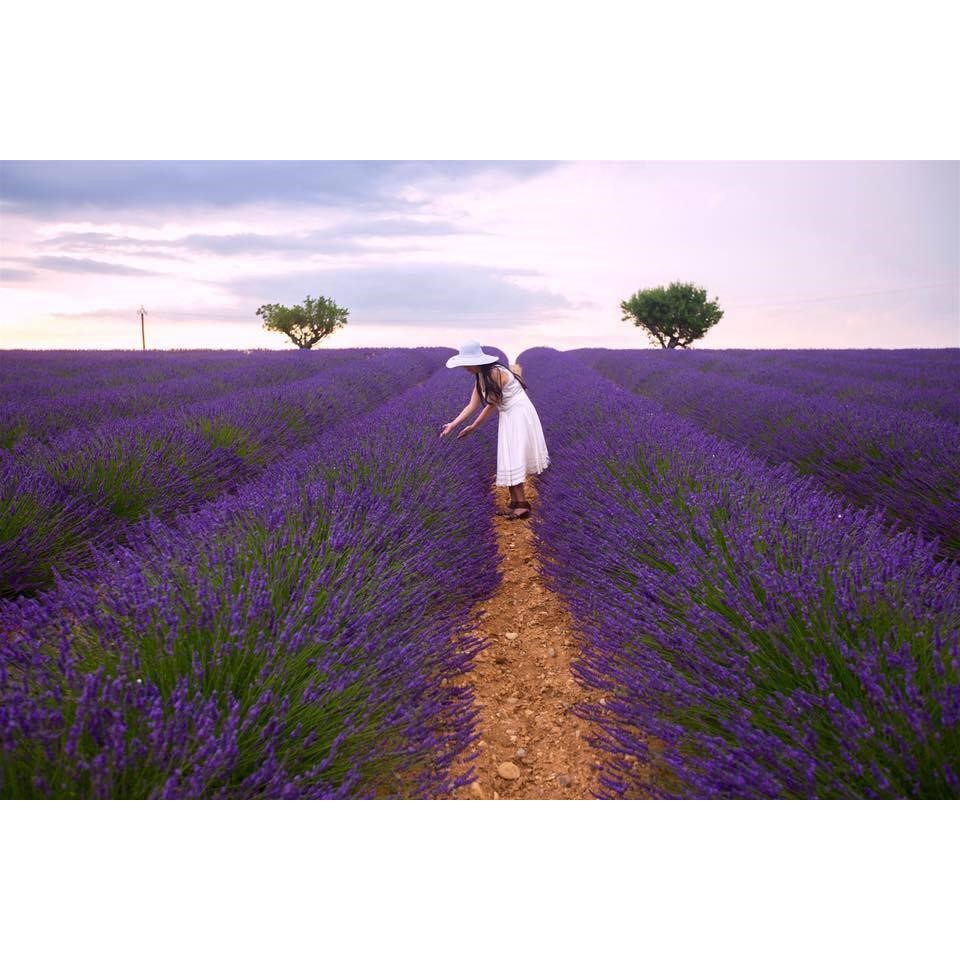 Túi thơm nụ hoa oải hương (lavender) khô tự nhiên Pháp