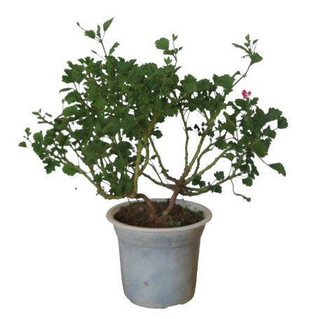 Chậu nhựa ươm trồng cây LAFA GARDEN 5 chậu kích thước (150x120mm) ươm cây giống, trồng cây sen đá tiện lợi