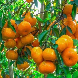 Cây quýt thái đường thái lan siêu sớm f1