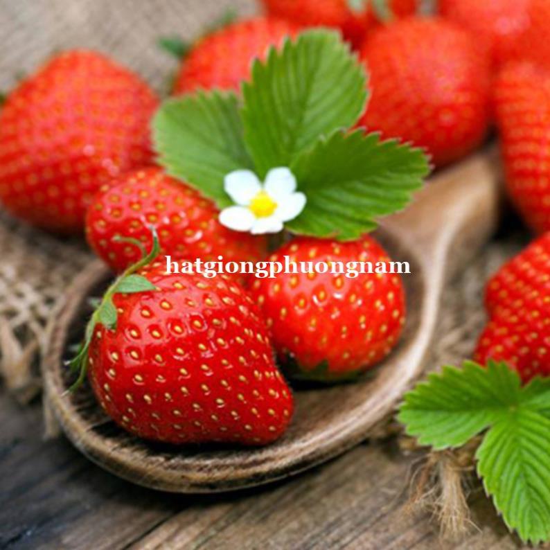 100H - HẠT GIỐNG DÂU TÂY ĐỎ nhập khẩu Đức