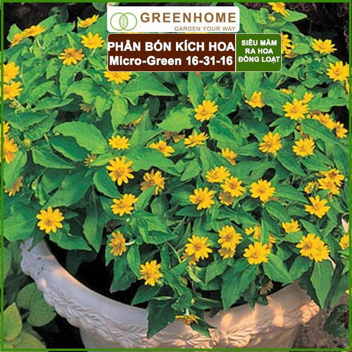 Phân kích ra hoa, Micro Green 16-31-16, gói 10gr, tạo mầm hoa cực mạnh, thúc đẩy ra hoa đồng loạt |Greenhome