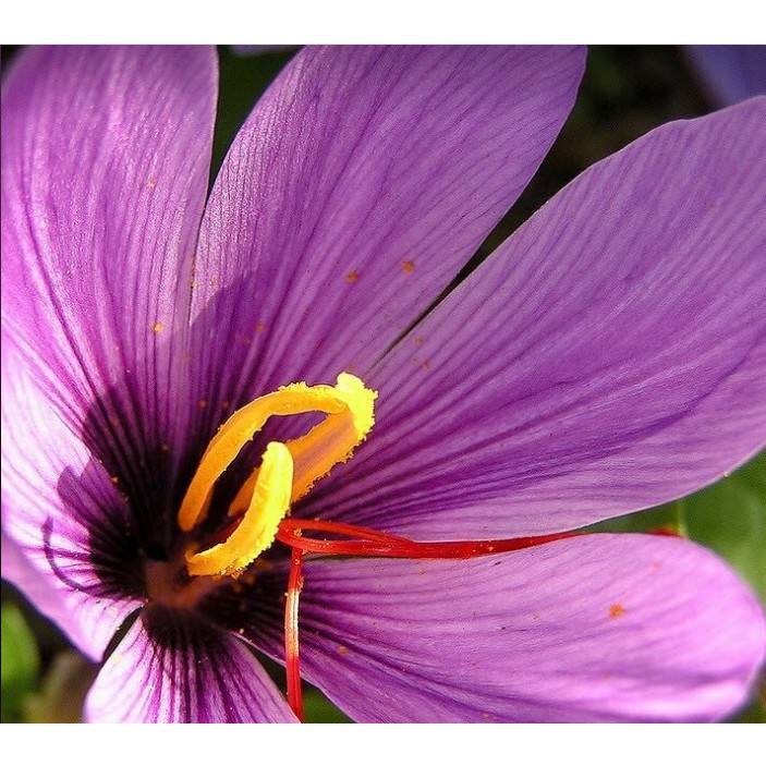 SAFFRON TÂY TẠNG ( nhụy hoa nghệ tây)