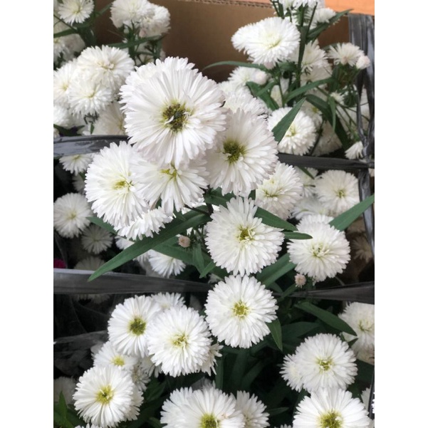 sét 5 cây thạch thảo trắng kép