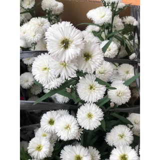 Sét 5 cây thạch thảo trắng kép