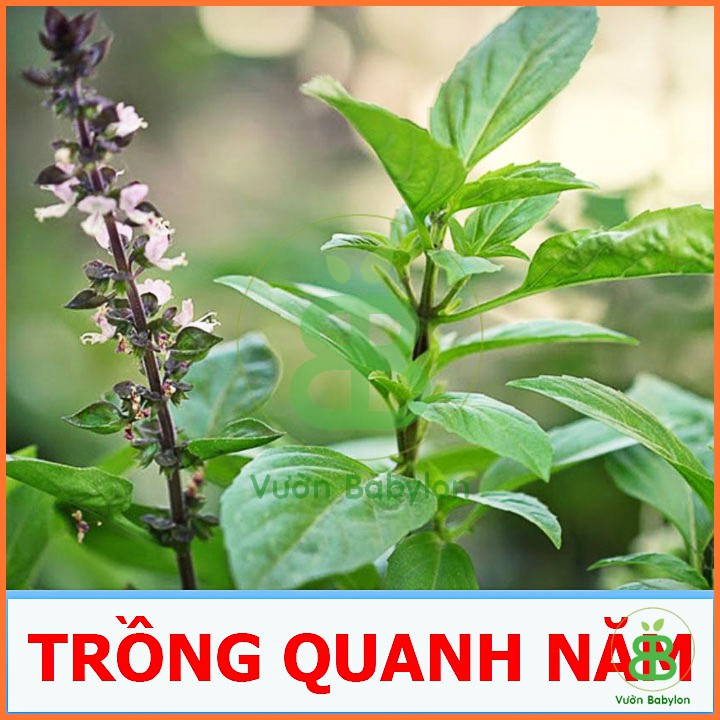 Hạt Giống Rau Quế Lá To, Thơm Ngon