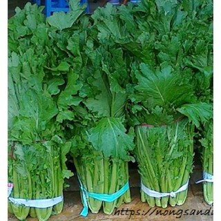 20Gr Hạt giống rau cải mèo